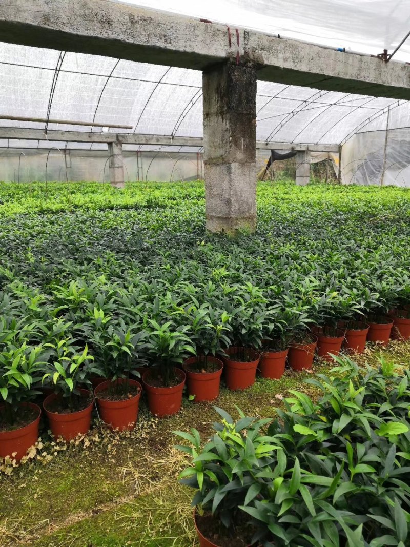 热手盆栽_竹柏盆栽观叶植物四季常青花卉绿植盆景