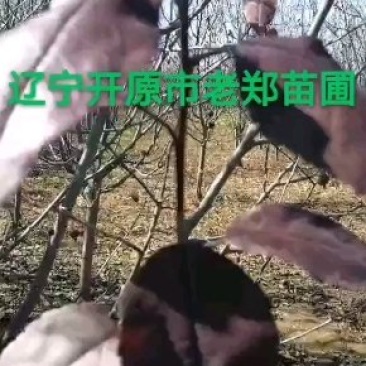 王族海棠