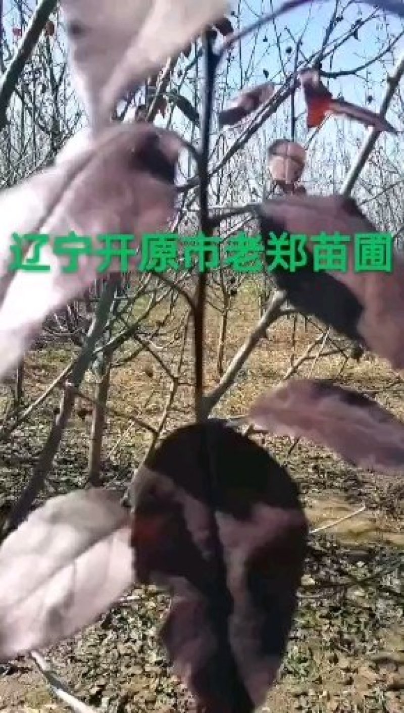 王族海棠