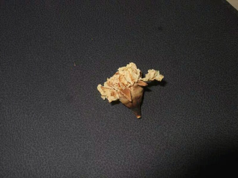石榴花白石榴花产地直供支持线上交易可搭配多品种采购