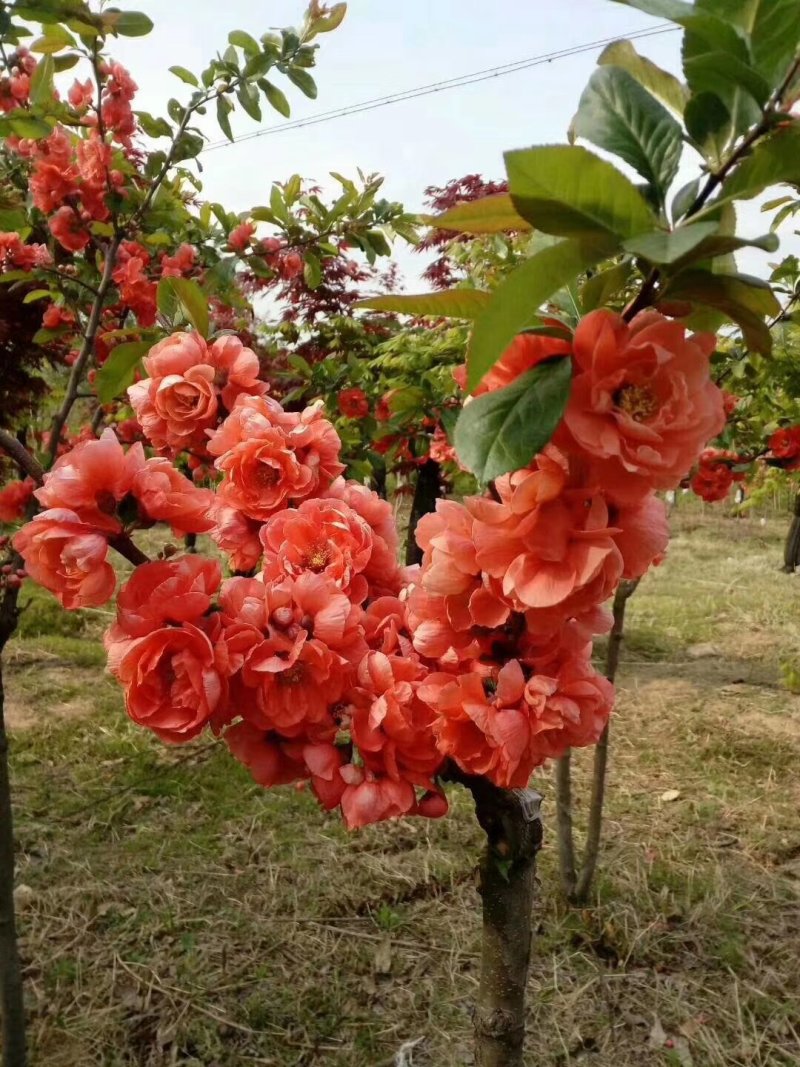 富贵王子海棠，红花富贵海棠接穗