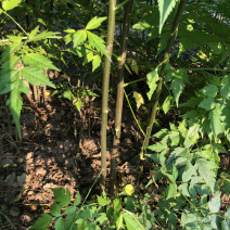 苦楝，苦楝种子，当年苗，1到5公分10万棵