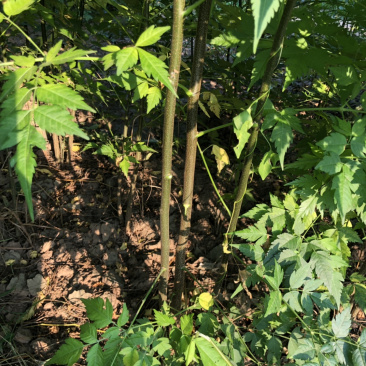 苦楝，苦楝种子，当年苗，1到5公分10万棵