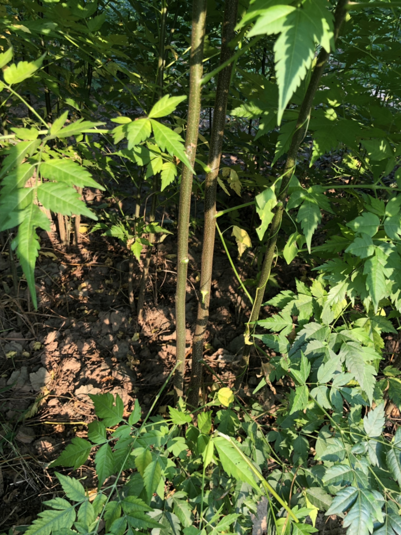 苦楝，苦楝种子，当年苗，1到5公分10万棵