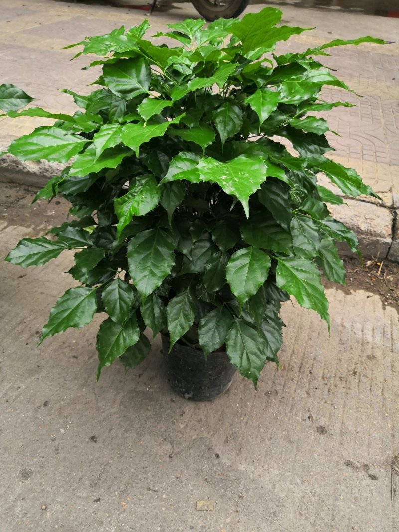 热手盆栽_绿宝幸福树盆栽180杯四季常青花卉绿植