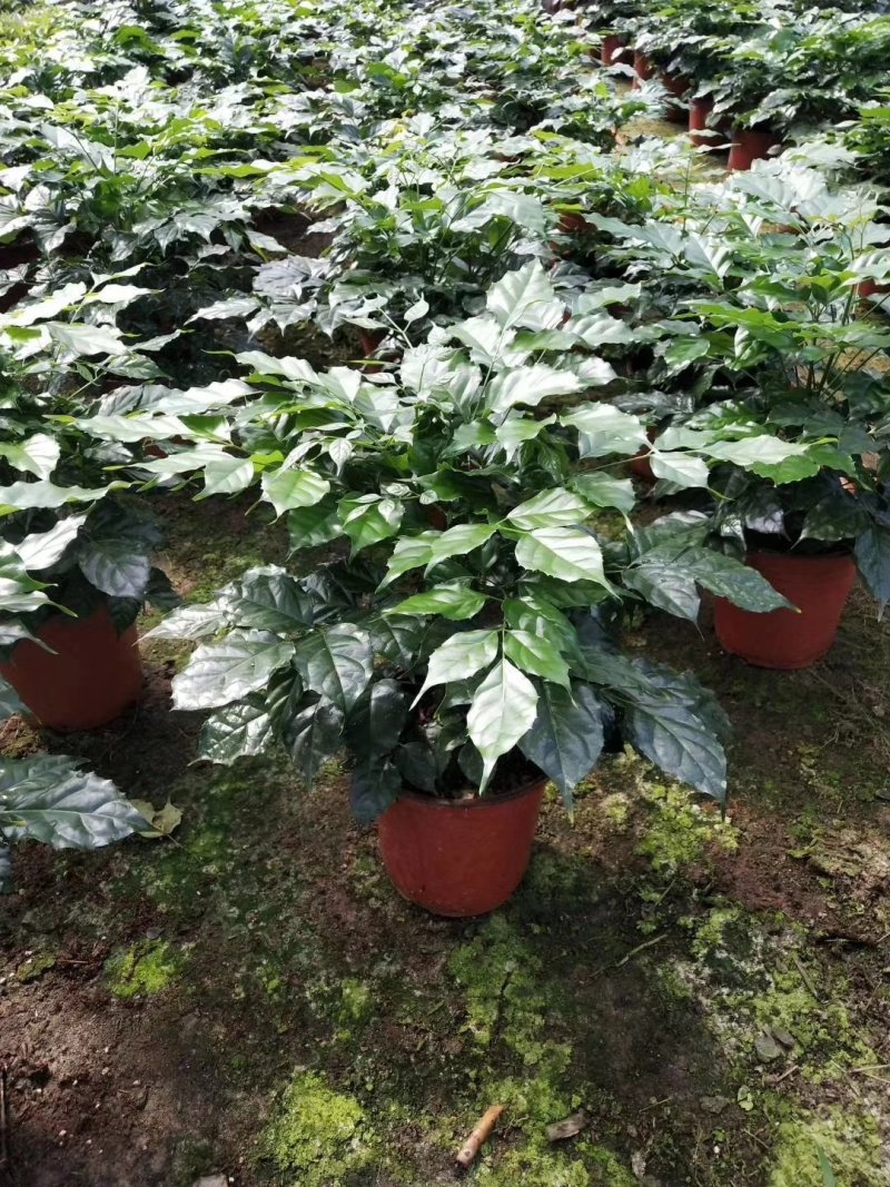 热手盆栽_绿宝幸福树盆栽180杯四季常青花卉绿植
