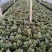 热手盆栽_孔雀竹芋盆栽130杯观叶植物花卉绿植四季好养