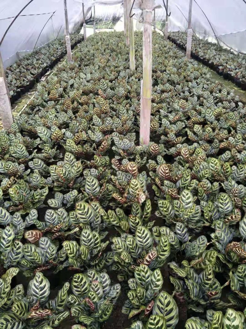 热手盆栽_孔雀竹芋盆栽130杯观叶植物花卉绿植四季好养