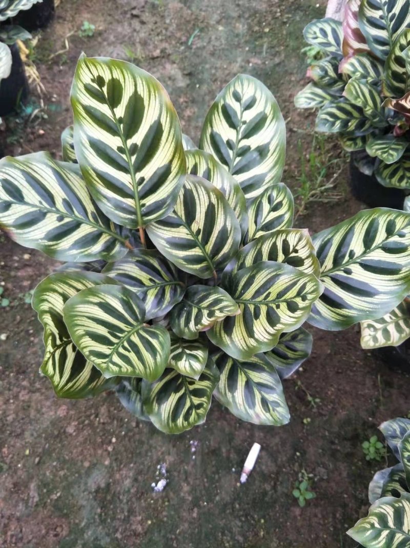 热手盆栽_孔雀竹芋盆栽130杯观叶植物花卉绿植四季好养