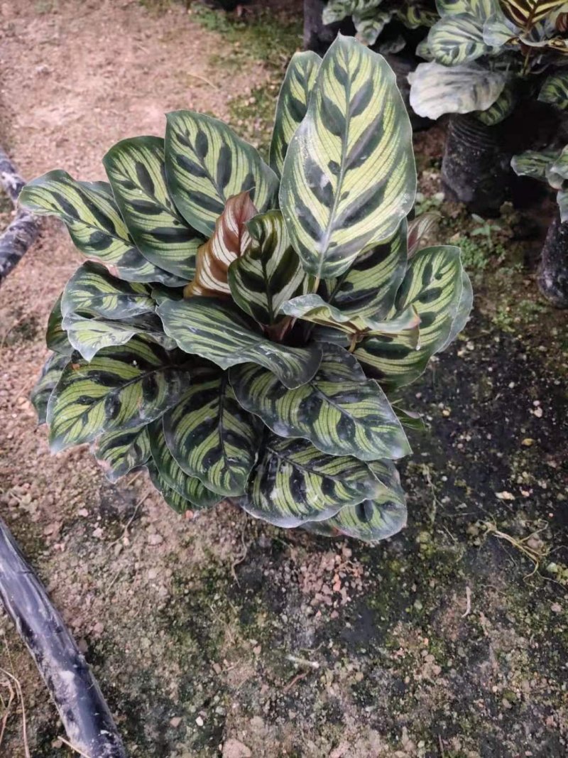 热手盆栽_孔雀竹芋盆栽130杯观叶植物花卉绿植四季好养