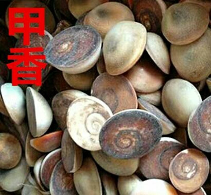 甲香产地直供支持线上交易可搭配多品种采购大货联系客服
