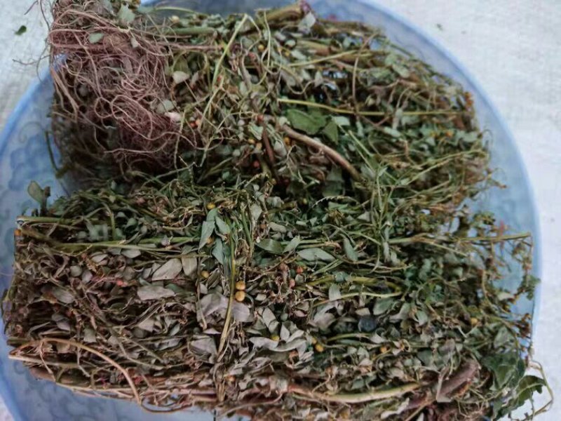 叶下珠产地直供支持线上交易可搭配多品种采购大货联系