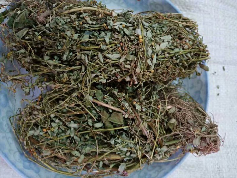 叶下珠产地直供支持线上交易可搭配多品种采购大货联系