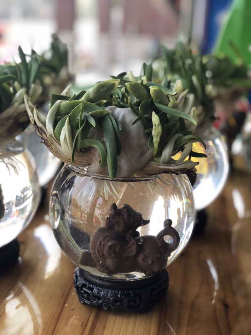 漳州水仙花水养植物雕刻礼盒装