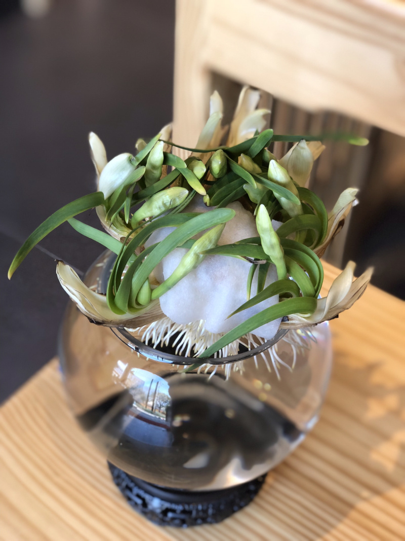 漳州水仙花水养植物雕刻礼盒装