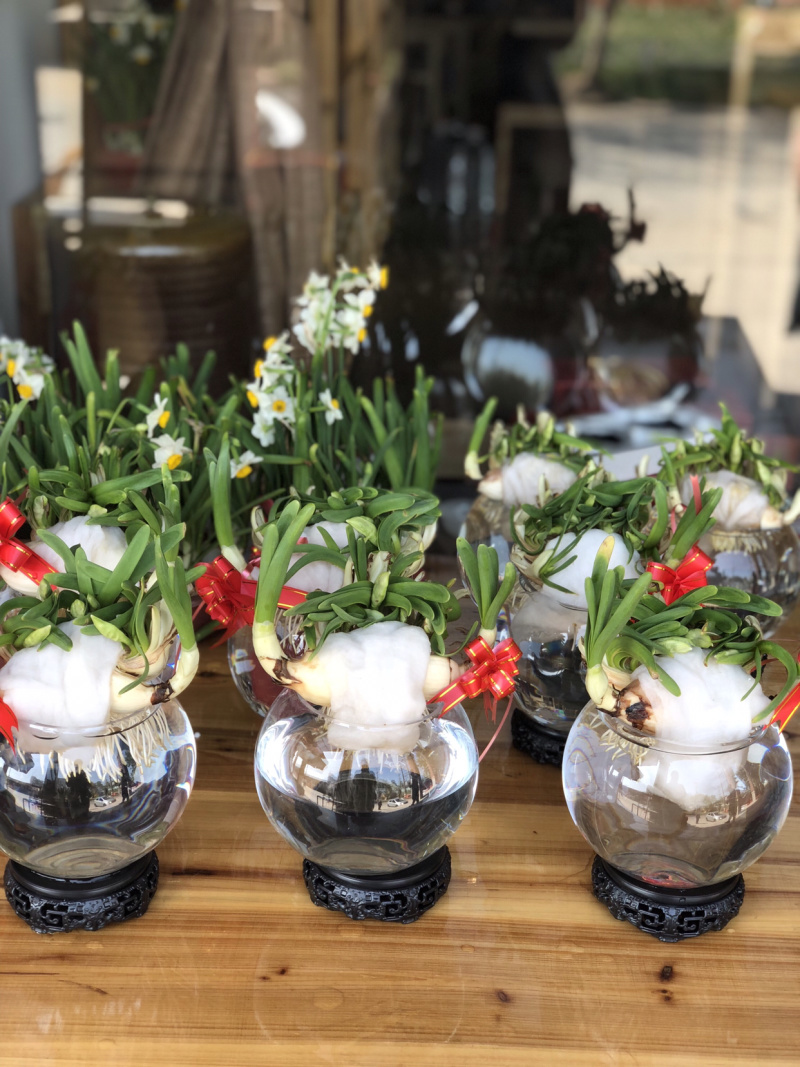 漳州水仙花水养植物雕刻礼盒装
