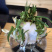 漳州水仙花水养植物雕刻礼盒装