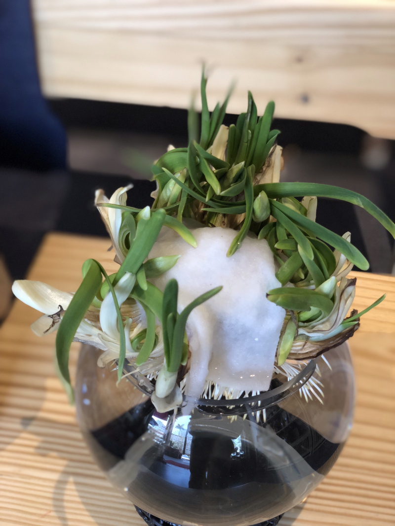 漳州水仙花水养植物雕刻礼盒装