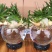 漳州水仙花水养植物雕刻礼盒装