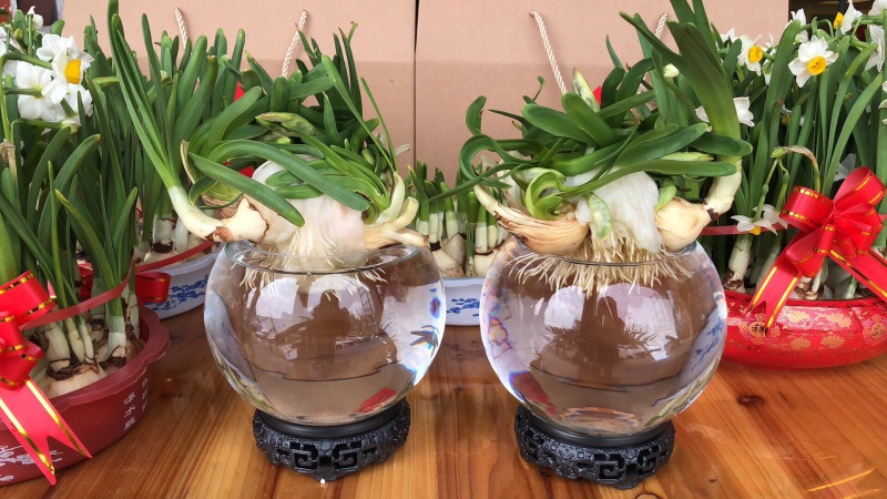 漳州水仙花水养植物雕刻礼盒装