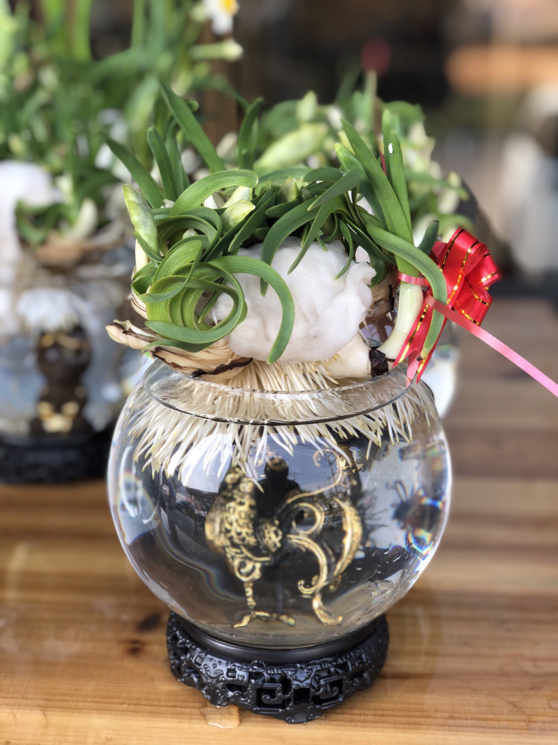 漳州水仙花水养植物雕刻礼盒装