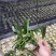 漳州水仙花水养植物雕刻礼盒装