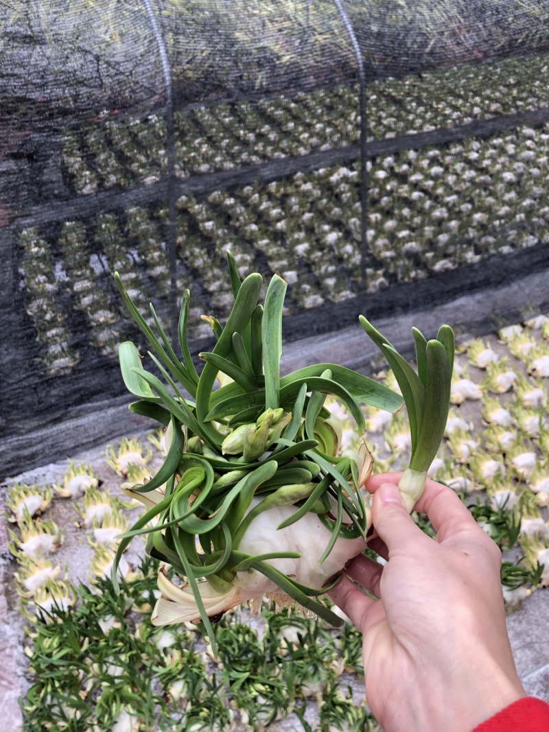 漳州水仙花水养植物雕刻礼盒装
