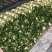 漳州水仙花水养植物雕刻礼盒装