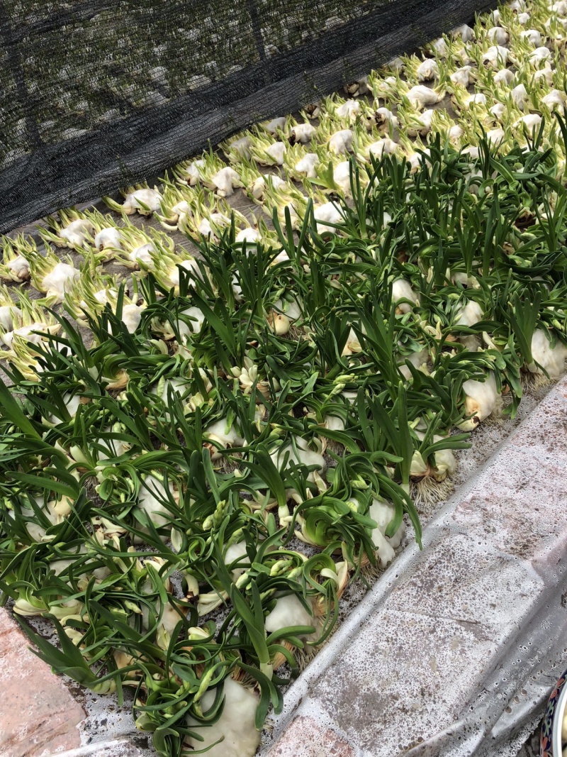 漳州水仙花水养植物雕刻礼盒装