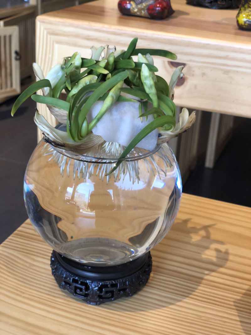 漳州水仙花水养植物雕刻礼盒装