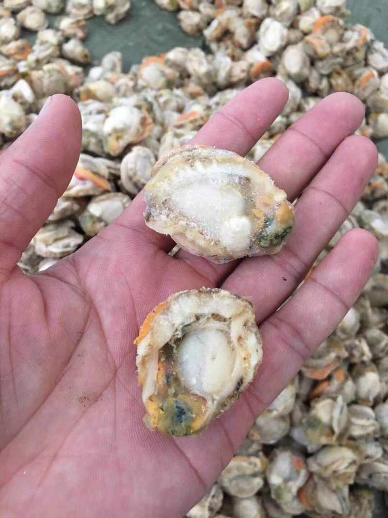 新鲜上岸，鲜活扇贝，现剥速冻现发