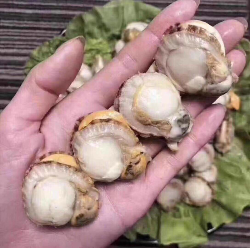 新鲜上岸，鲜活扇贝，现剥速冻现发