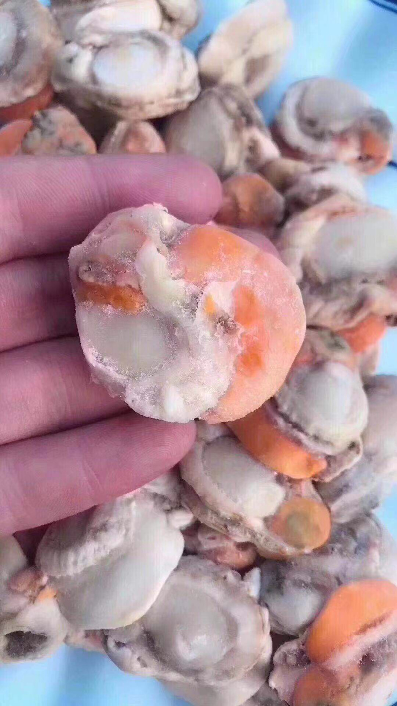 新鲜上岸，鲜活扇贝，现剥速冻现发