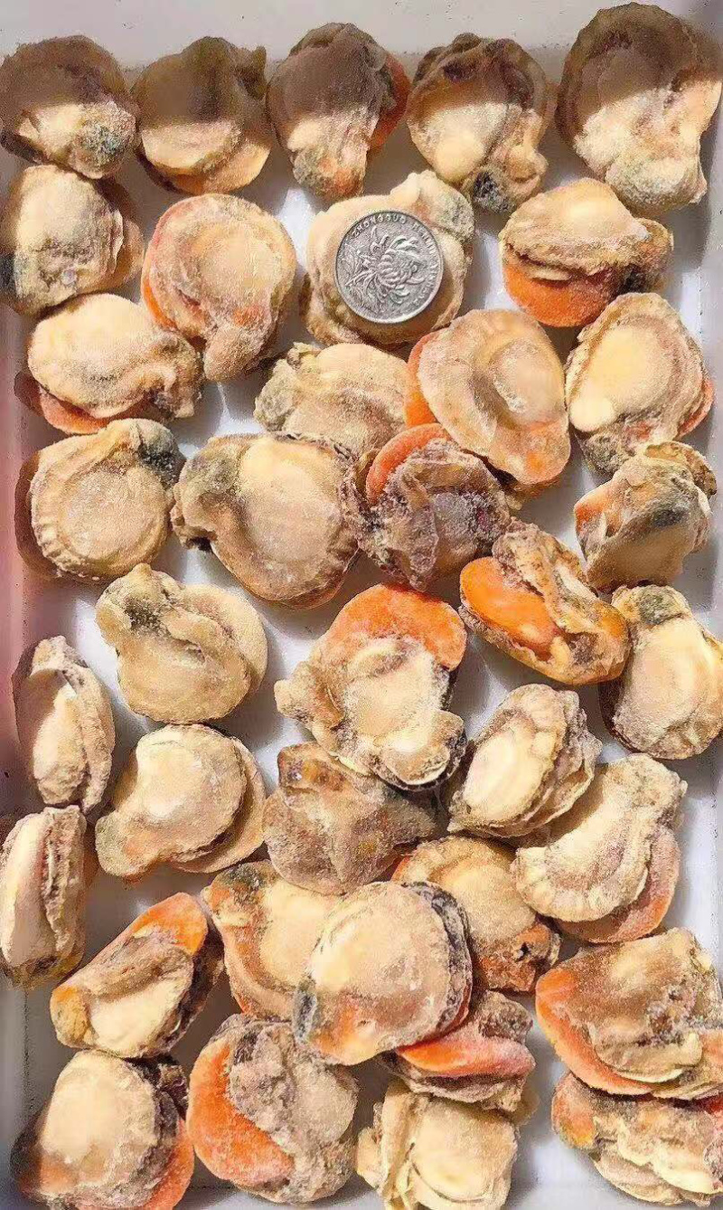 新鲜上岸，鲜活扇贝，现剥速冻现发