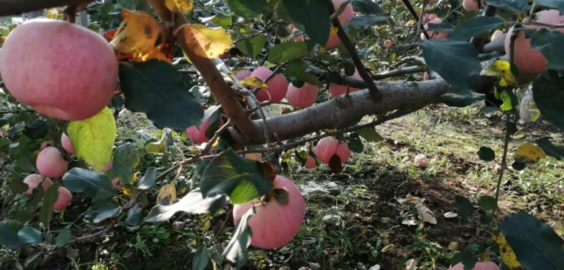 纸袋红富士苹果产地大荔县纸袋红富士苹果基地10月份开始
