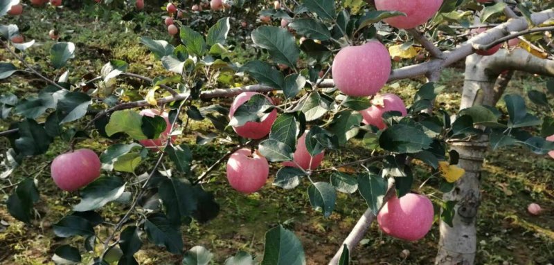 纸袋红富士苹果产地大荔县纸袋红富士苹果基地10月份开始