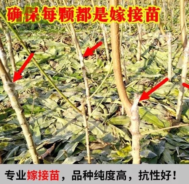 大红桃树苗，早熟大红桃，熟不软，脆甜可口，包成活，