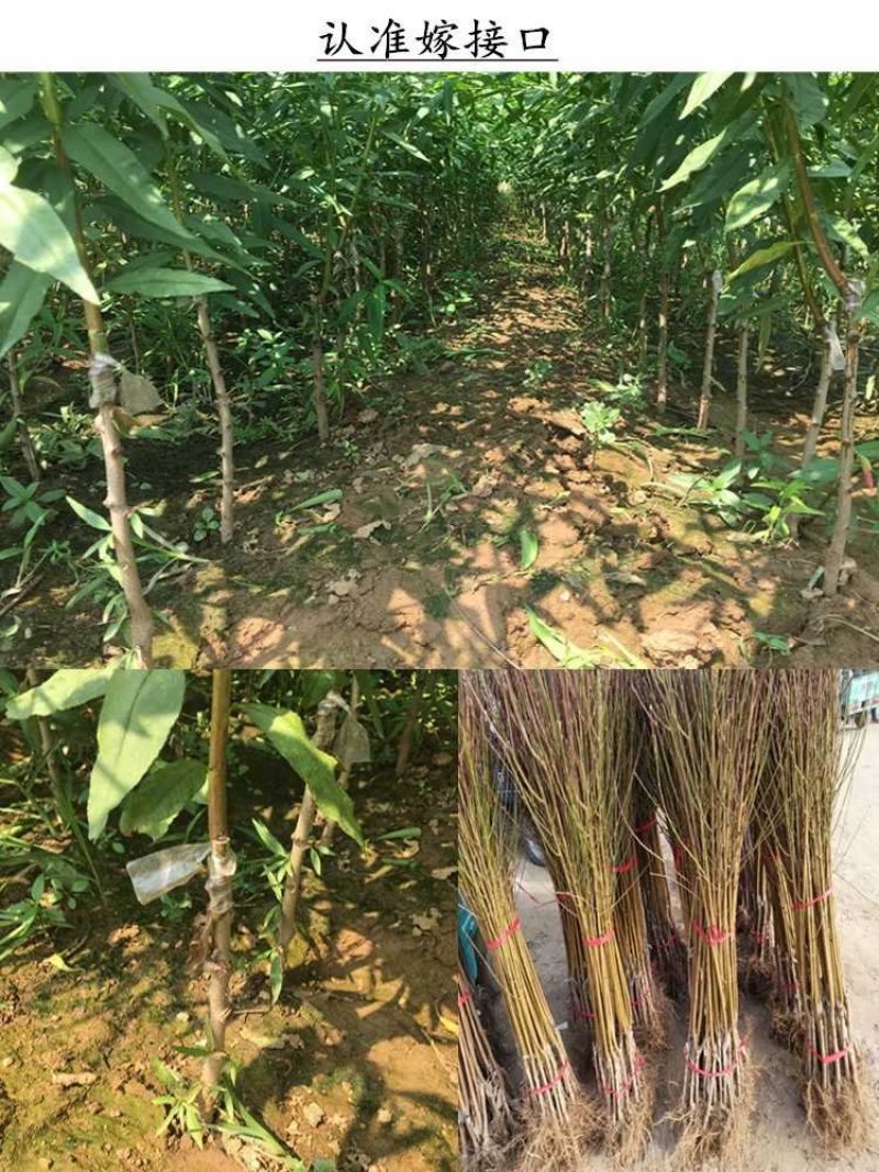 大红桃树苗，早熟大红桃，熟不软，脆甜可口，包成活，