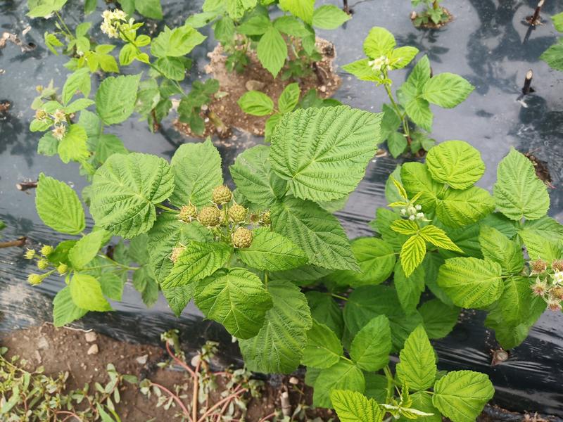 四季黑树莓苗当年结果，韩国黑红树莓覆盆子苗
