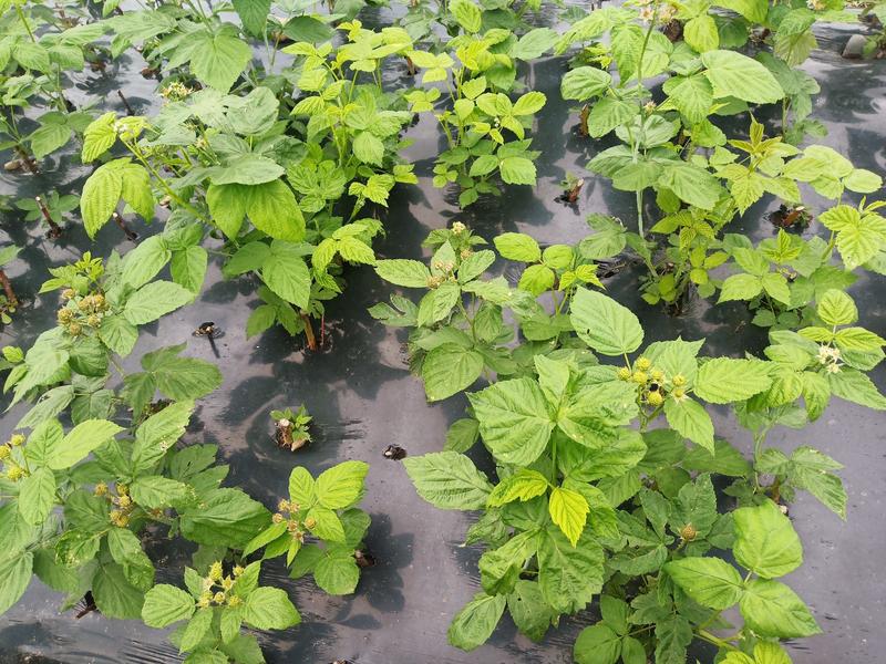 四季黑树莓苗当年结果，韩国黑红树莓覆盆子苗