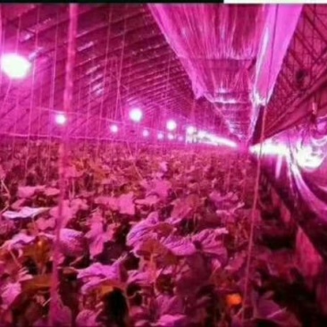 包邮透镜新款植物补光灯植物生长灯补光灯