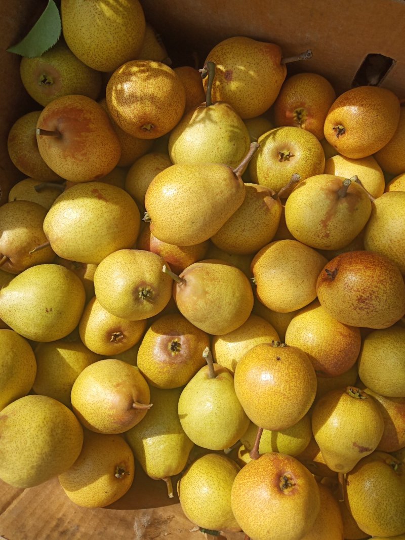 南阳梨，尖把梨