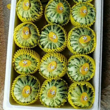 山东莘县花蕾甜瓜对接超市餐饮企业货源充足供应