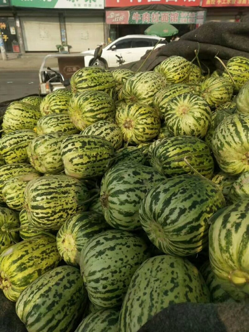 山东莘县花蕾甜瓜对接超市餐饮企业货源充足供应