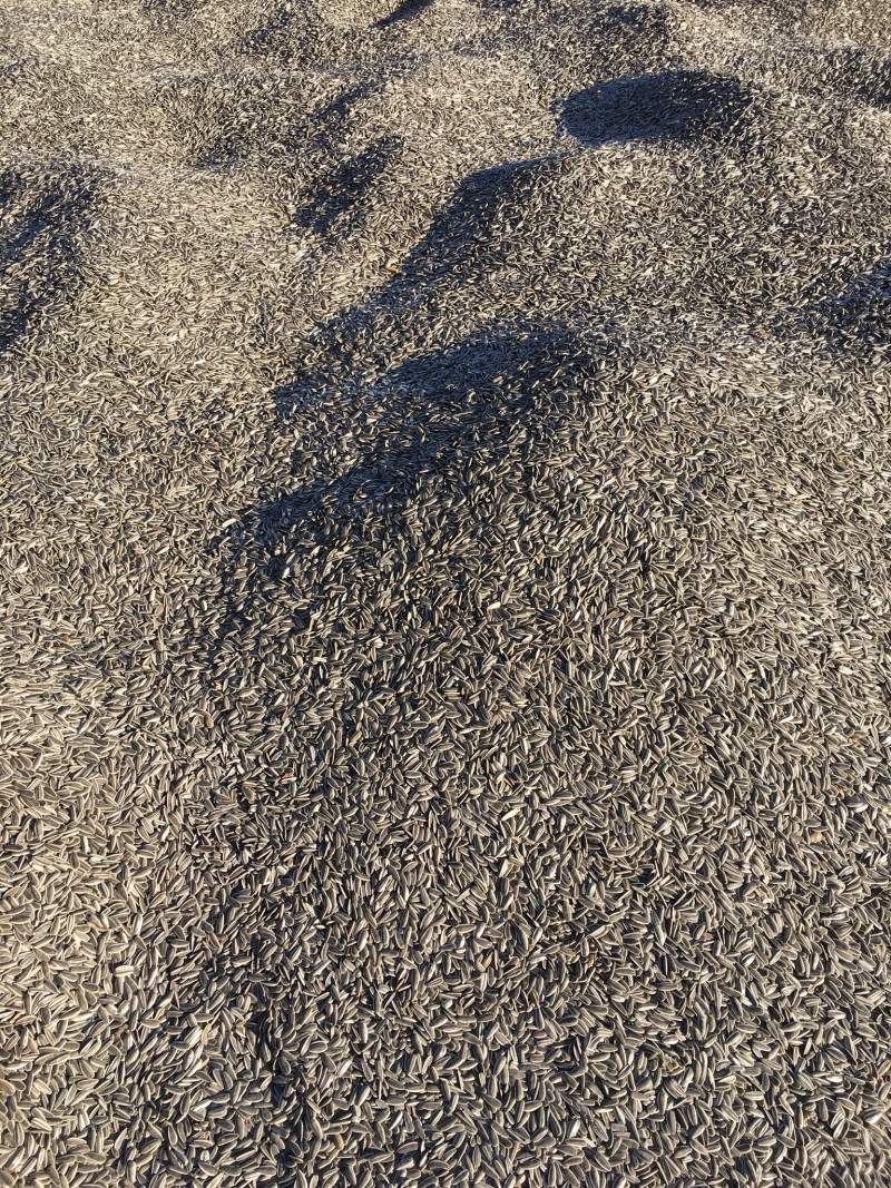 赤峰地区葵花子