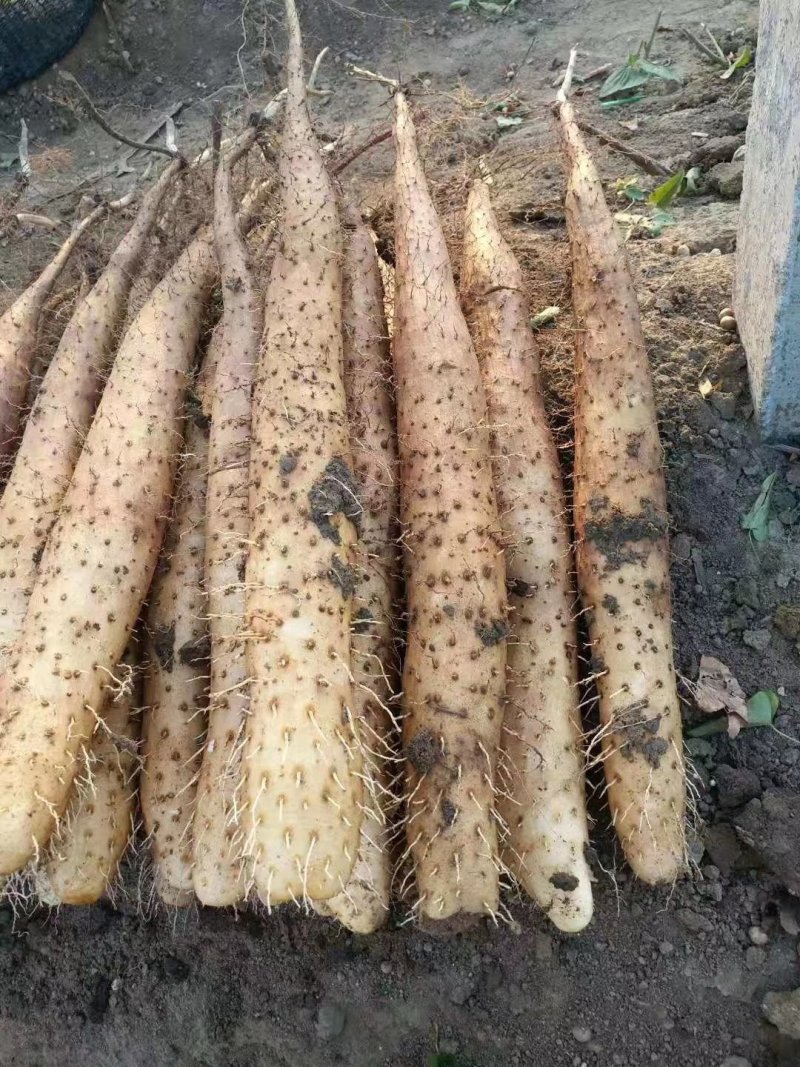山东平度白玉牛腿山药产地直供需要的联系了