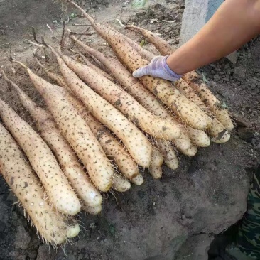 山东平度白玉牛腿山药产地直供需要的联系了