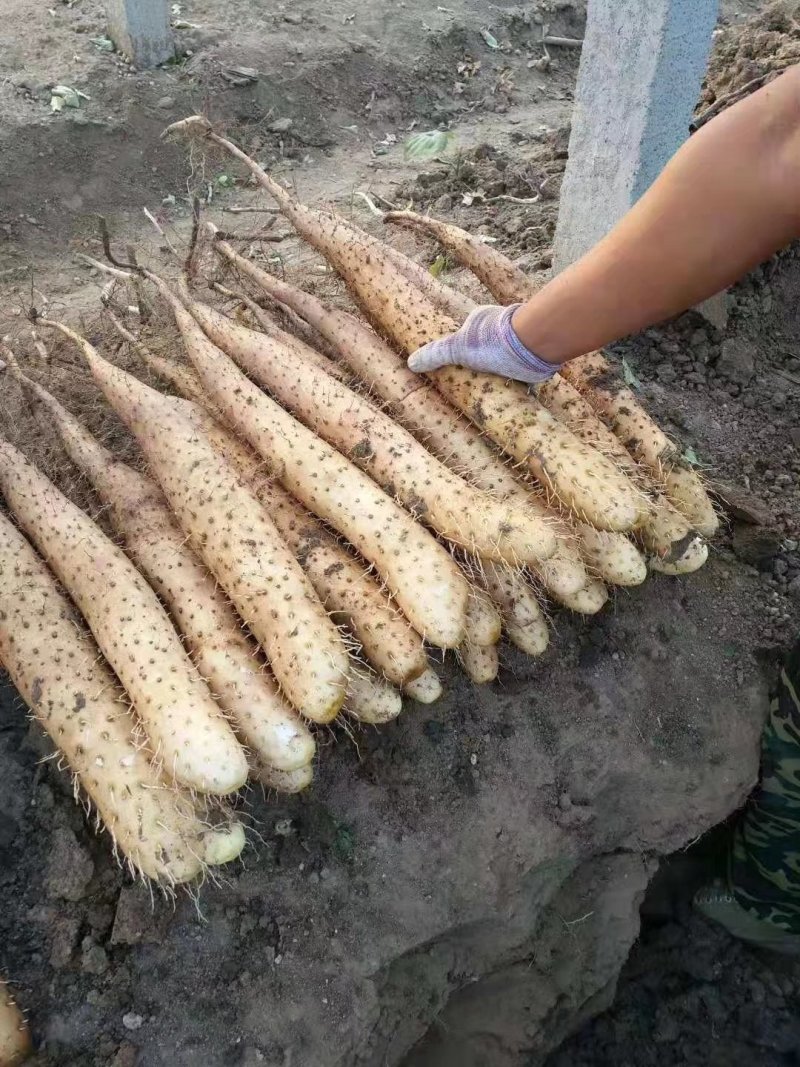山东平度白玉牛腿山药产地直供需要的联系了