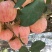 【山东红富士】山东库存红富士苹果供应纸袋红富士苹果