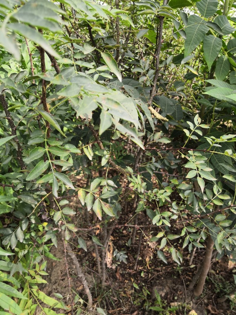 大红袍花椒树苗价格狮子头花椒苗九叶青花椒树